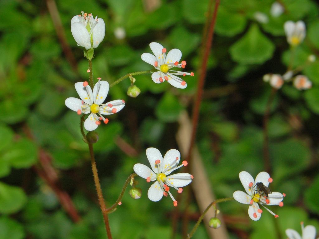 Saxifraga cuneifolia / Sassifraga a foglia cuneate